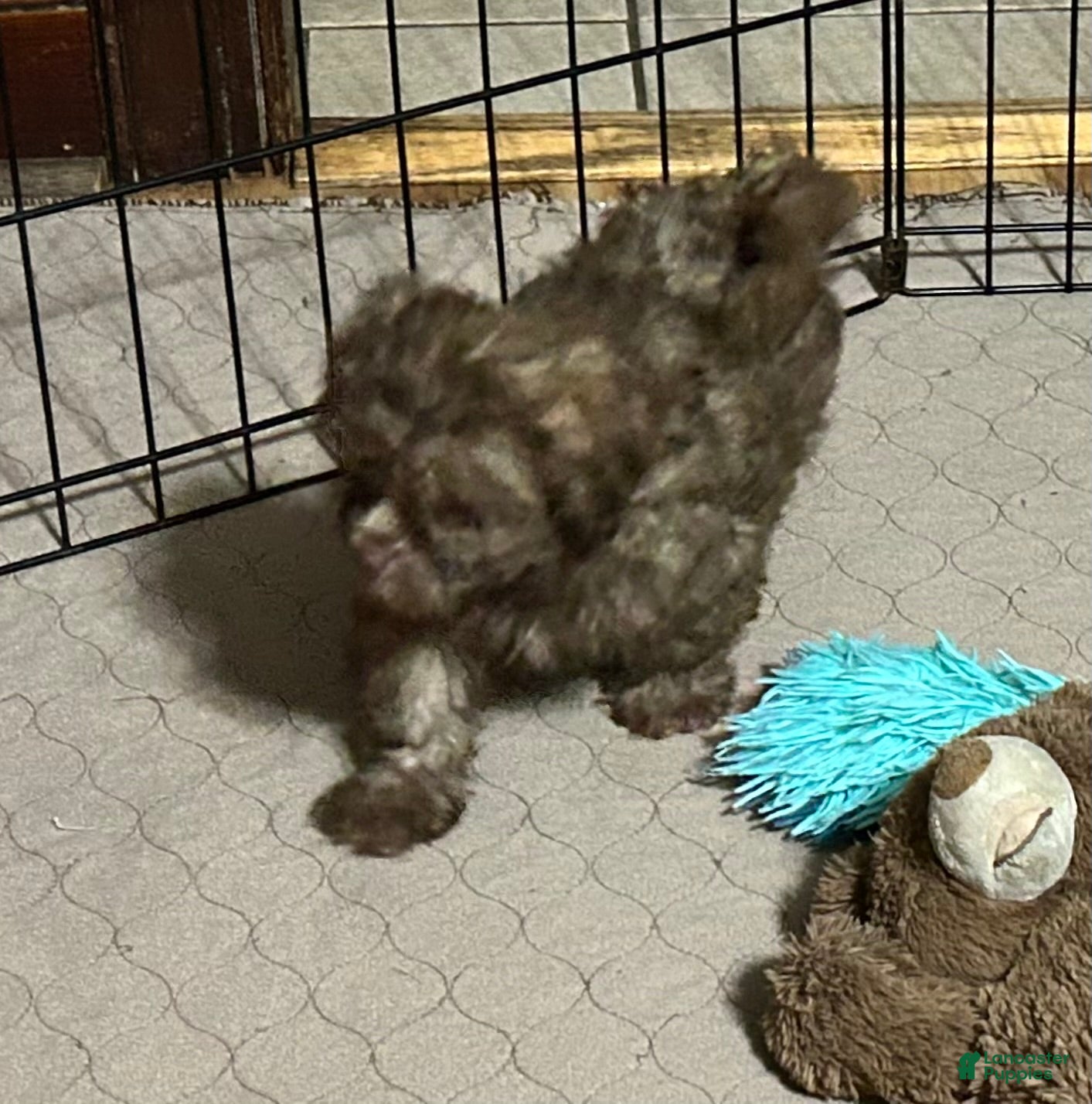 Shihpoo dogs for sale: Shihpoo 6 (Shih Tzu / Poodle) - Ad 7
