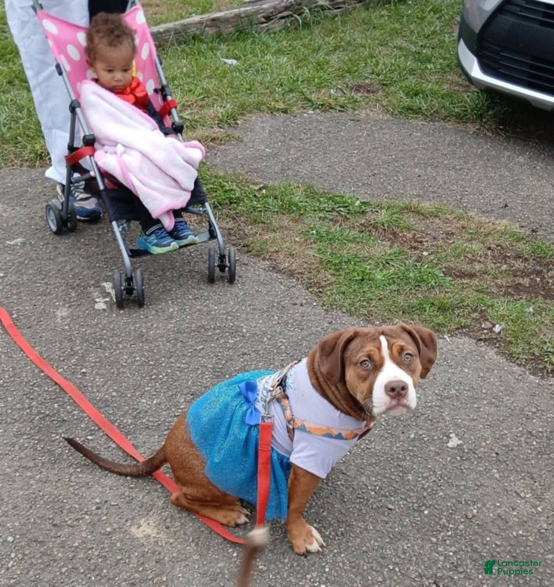 American Bully dogs for sale: Bubbles - Ad 2