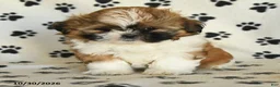 Shih Tzu dogs for sale: Rachel - Ad 2