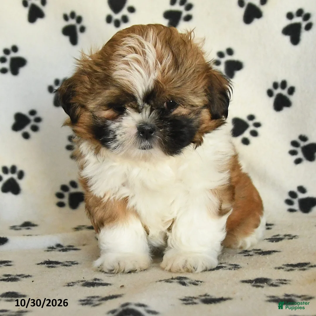 Shih Tzu dogs for sale: Rachel - Ad 2