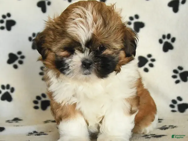 Shih Tzu dogs for sale: Rachel - Ad 2