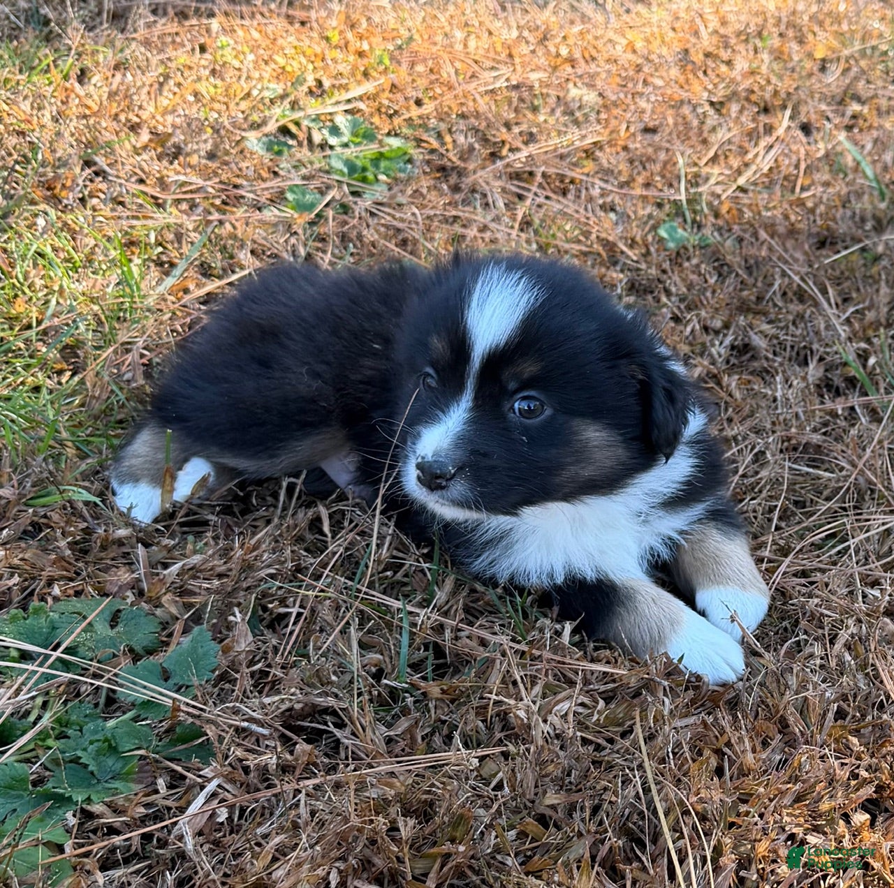 Miniature Australian Shepherd dogs Buster - Ad 42