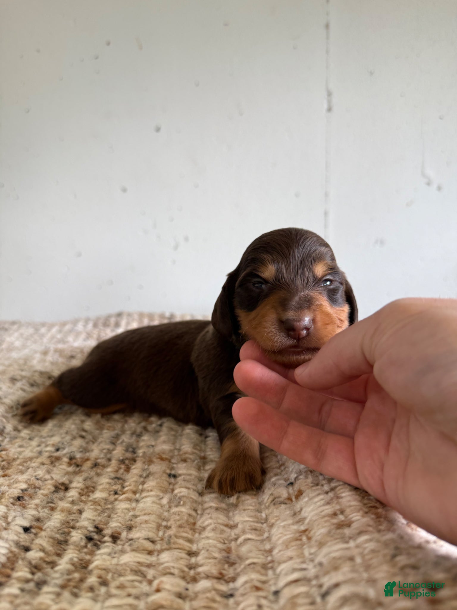 Miniature Dachshund dogs Jake LH  - Ad 20