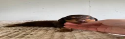 Miniature Dachshund dogs for sale: Jake LH  - Ad 1