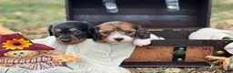 Miniature Dachshund dogs for sale: Red Piebald SILKY - Ad 7