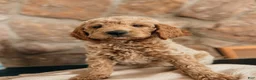 Goldendoodle dogs for sale: Thomas - Ad 2