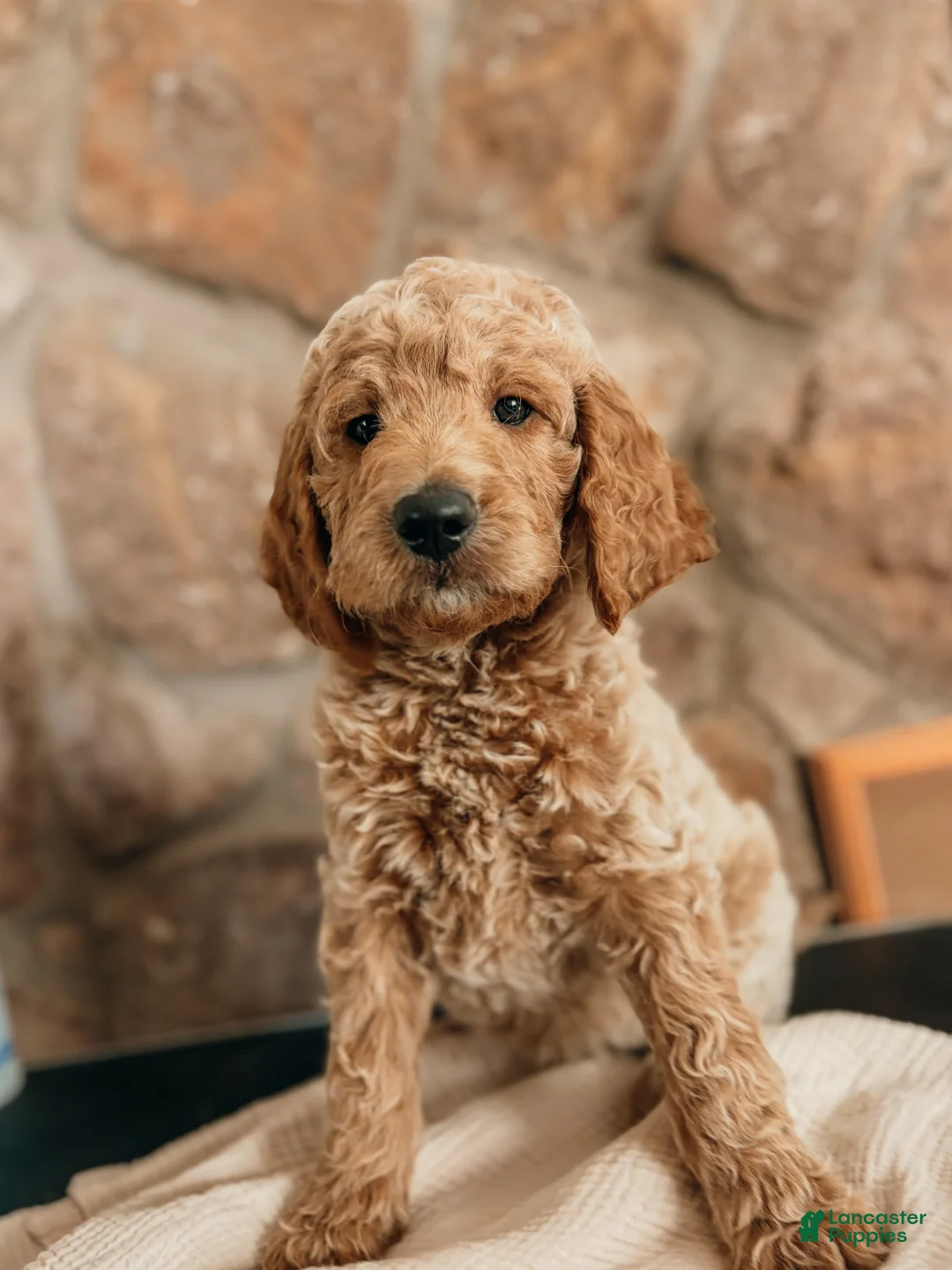 Goldendoodle dogs for sale: Thomas - Ad 2
