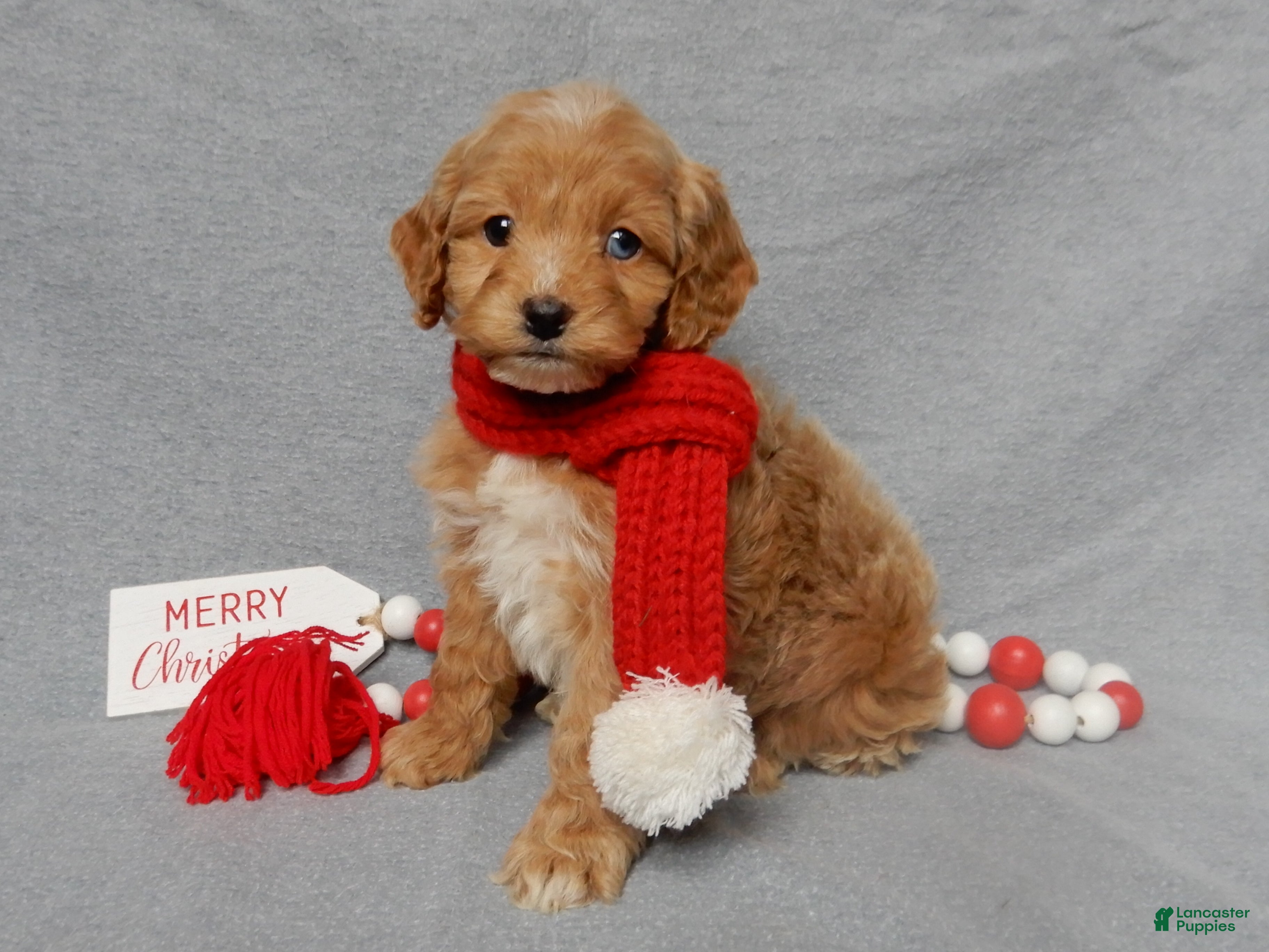 Cockapoo dogs Rylan - Ad 23