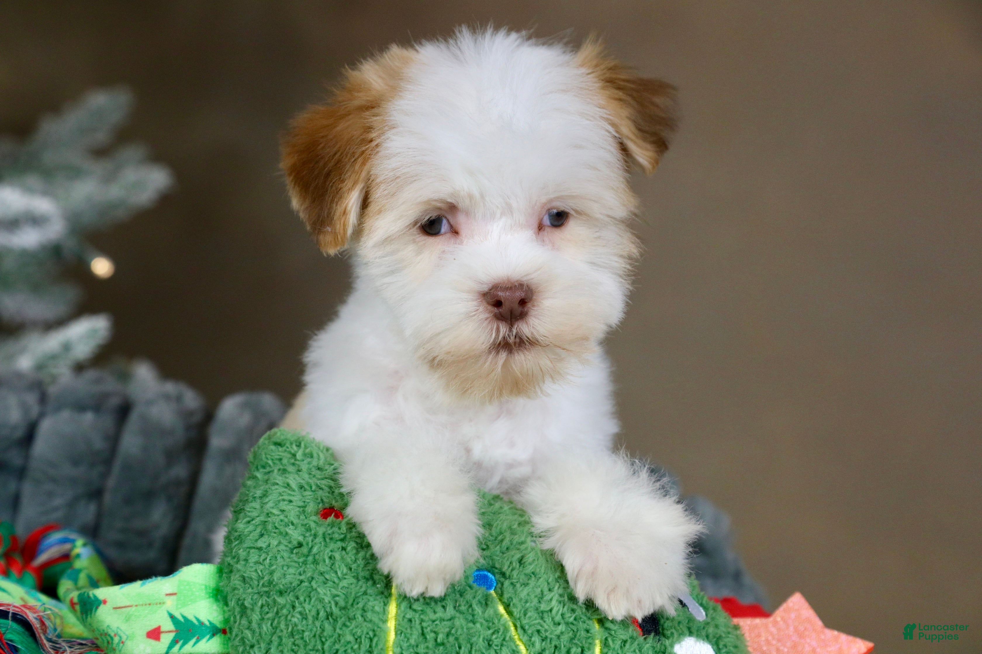 Havanese dogs Eggnog - Ad 17