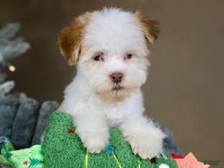 Havanese dogs Eggnog - Ad 33