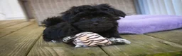 Havanese dogs for sale: Maltilda Havanese - Ad 3