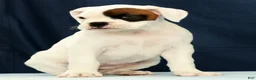 Boxer dogs for sale: Cookie - Ad 5