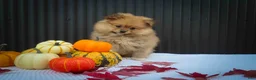 Pomeranian dogs for sale: 🐾 Meet Roxy — A Bouncy Little Ball of Fluff! 🐾 - Ad 4