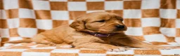Golden Retriever dogs for sale: Dewdrop AKC Golden Retriever Pup - Ad 4