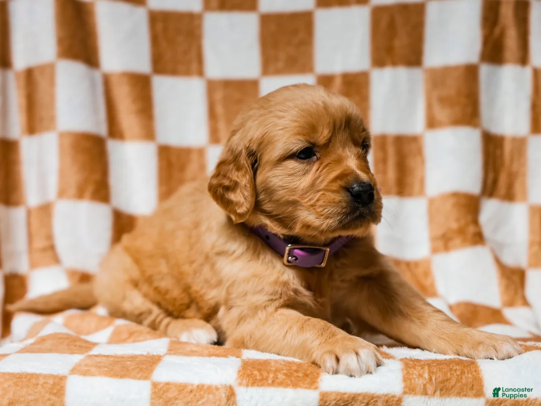Golden Retriever dogs for sale: Dewdrop AKC Golden Retriever Pup - Ad 4