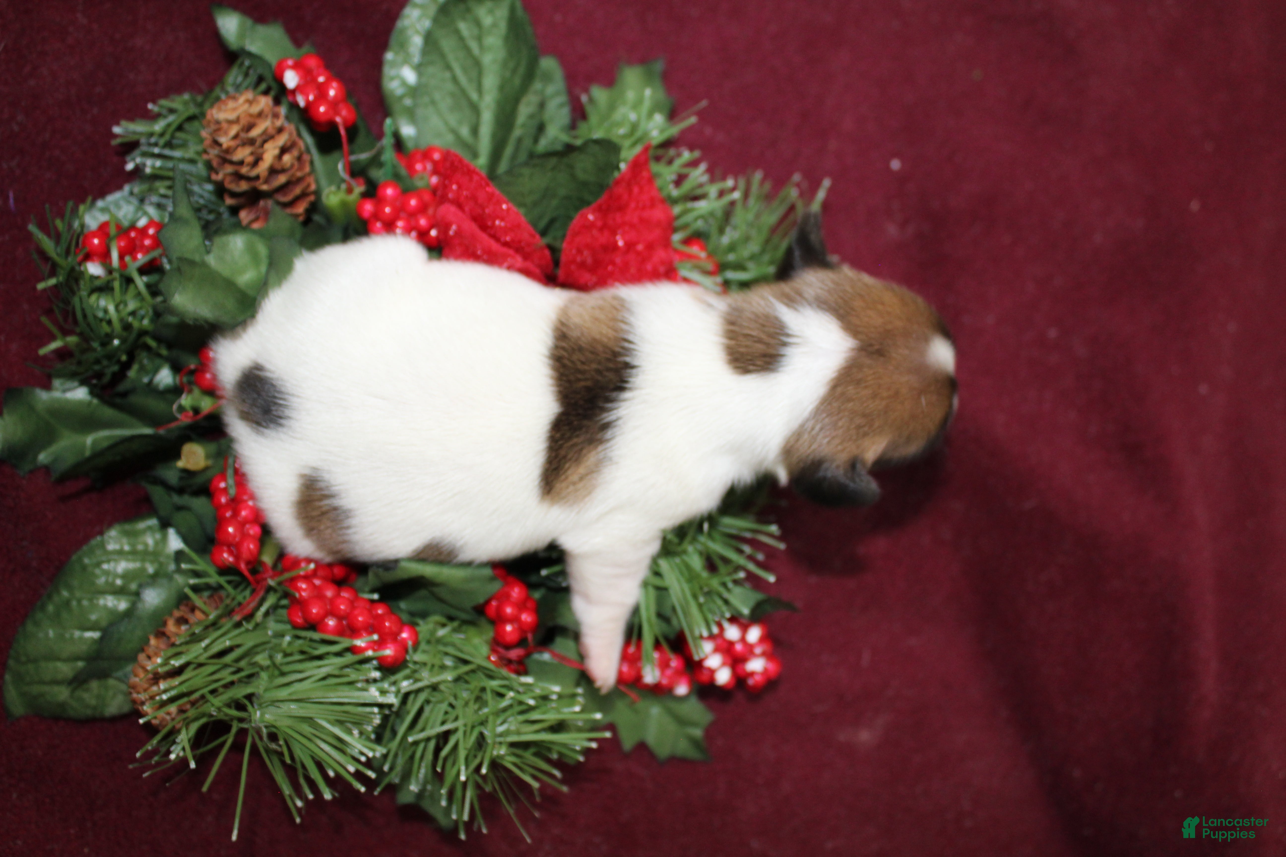 Jack Russell Terrier dogs AlmondJoy - Ad 31