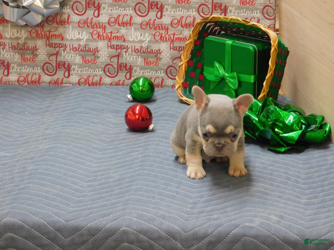 French Bulldog dogs for sale: Benny - Ad 8
