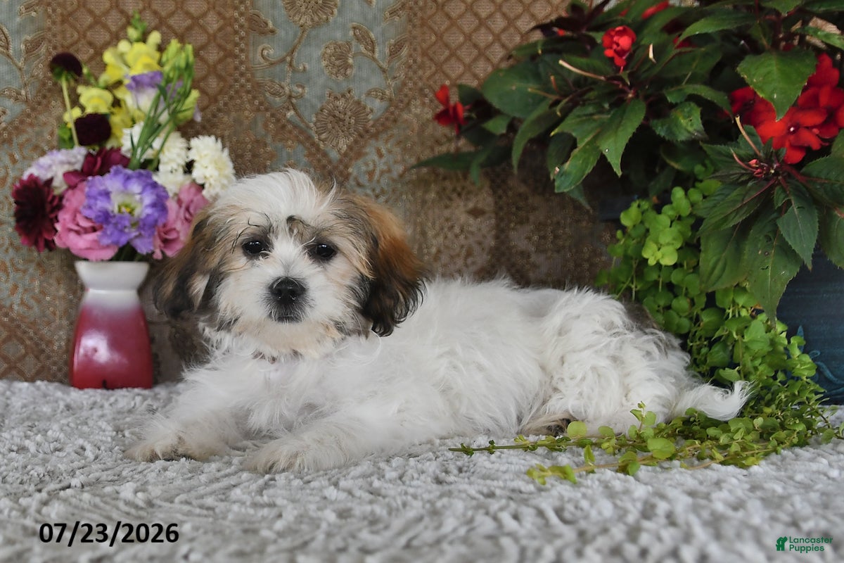 Teddy Bear dogs Olive - Ad 1
