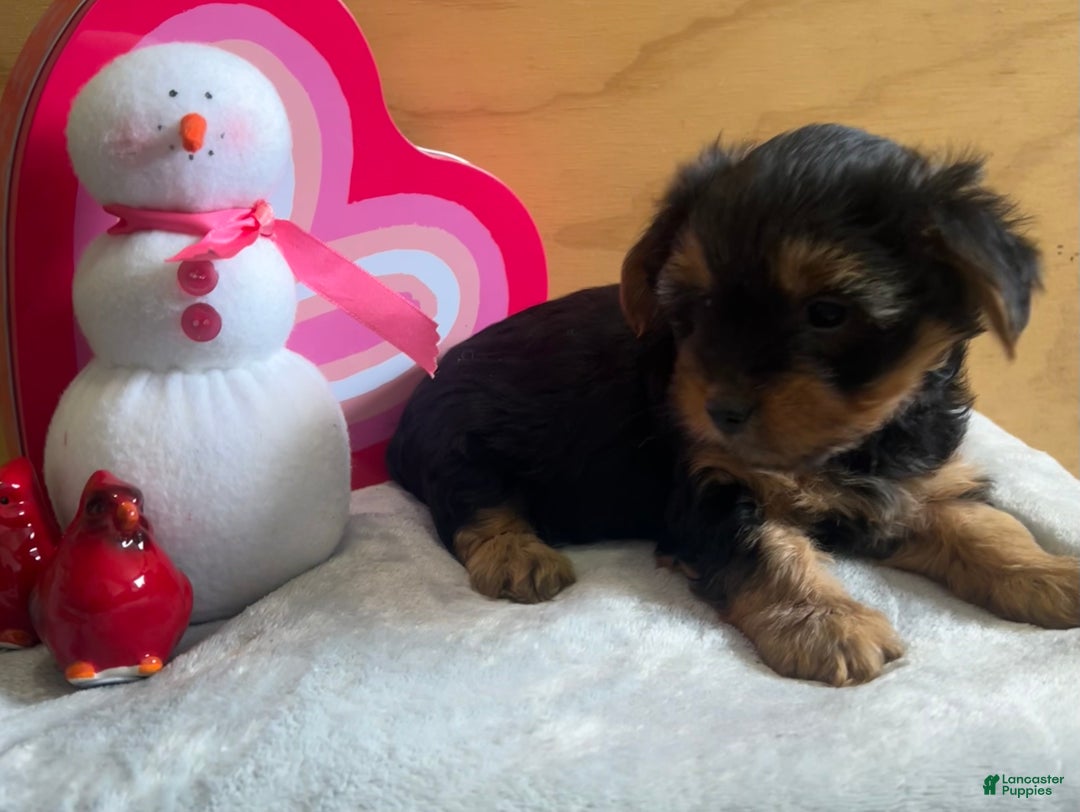 Yorkshire Terrier dogs for sale: Logan - Ad 7
