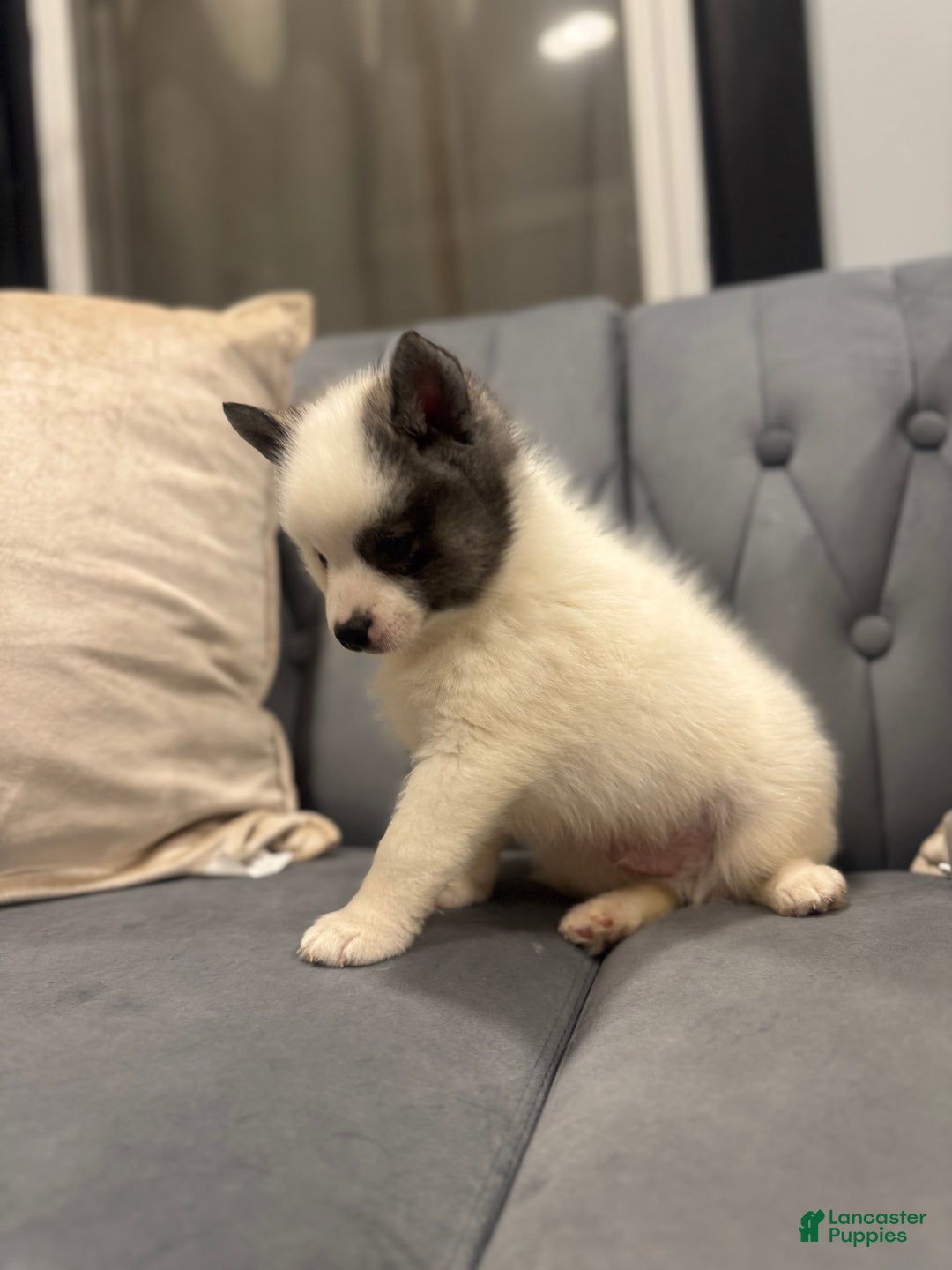 Pomsky dogs for sale: Thanos - Ad 3