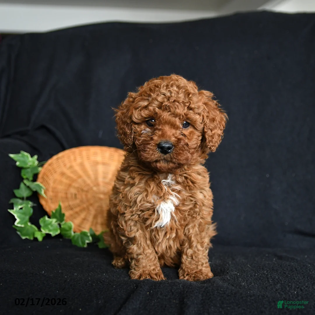Toy Poodle dogs for sale: Scout - Ad 2