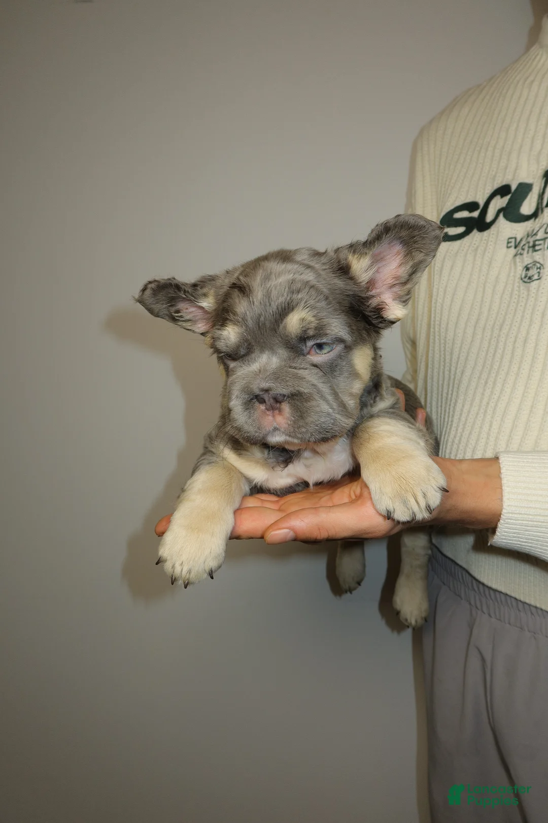 French Bulldog dogs for sale: Chapo the fluffy - Ad 2