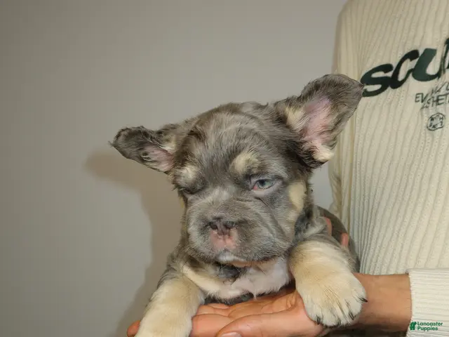 French Bulldog dogs for sale: Chapo the fluffy - Ad 2