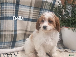 Cavapoo dogs Bella - Ad 18