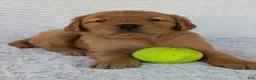 Golden Retriever dogs for sale: Porter  - Ad 11