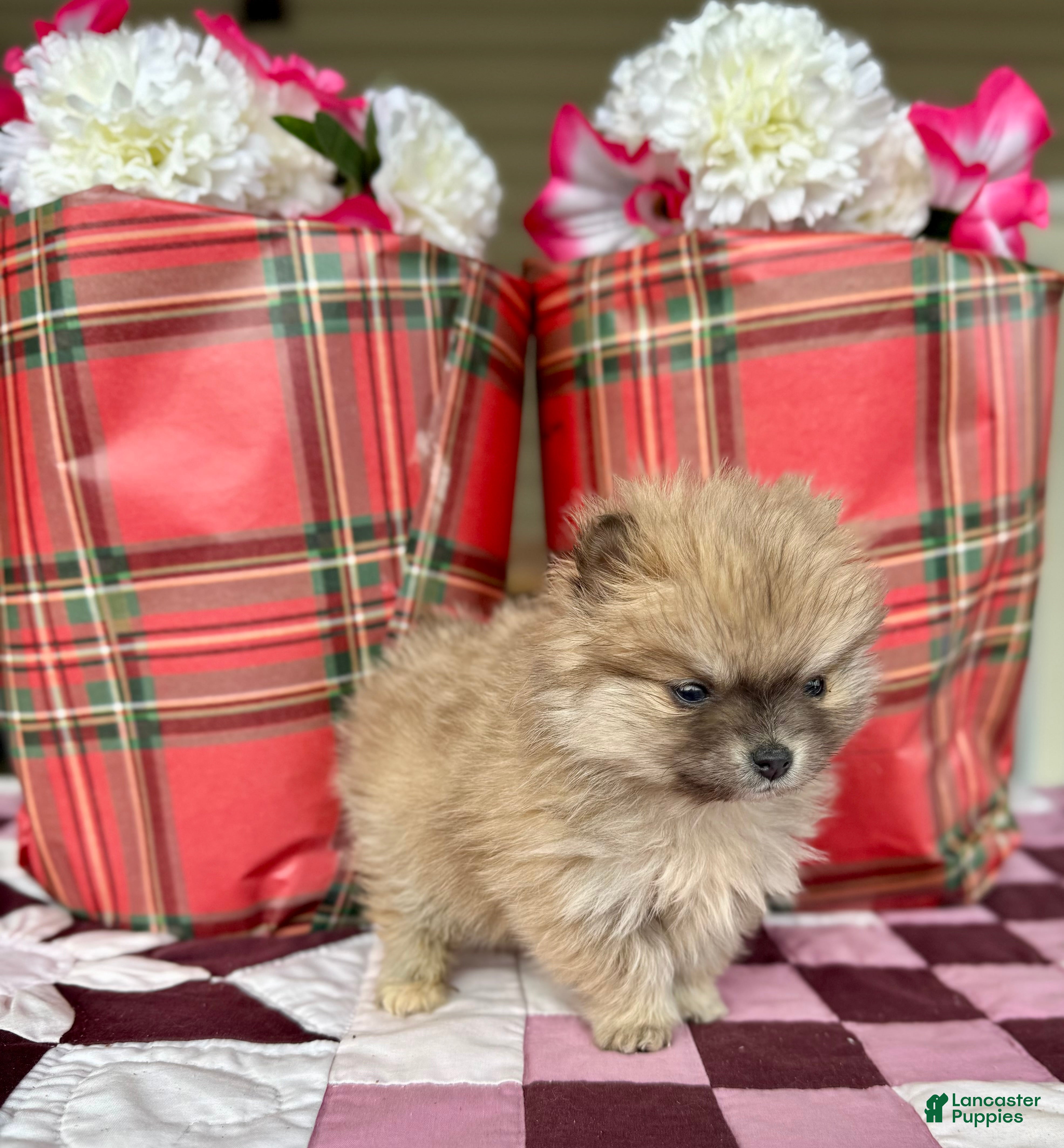 Pomeranian dogs Holly - Ad 24