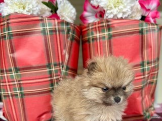 Pomeranian dogs Holly - Ad 20