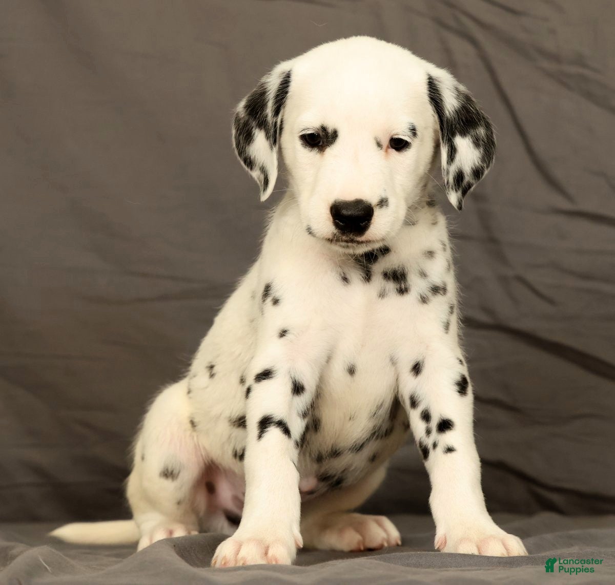 Dalmatian dogs Brock - Ad 1
