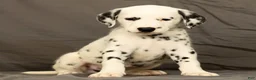 Dalmatian dogs for sale: Brock - Ad 1