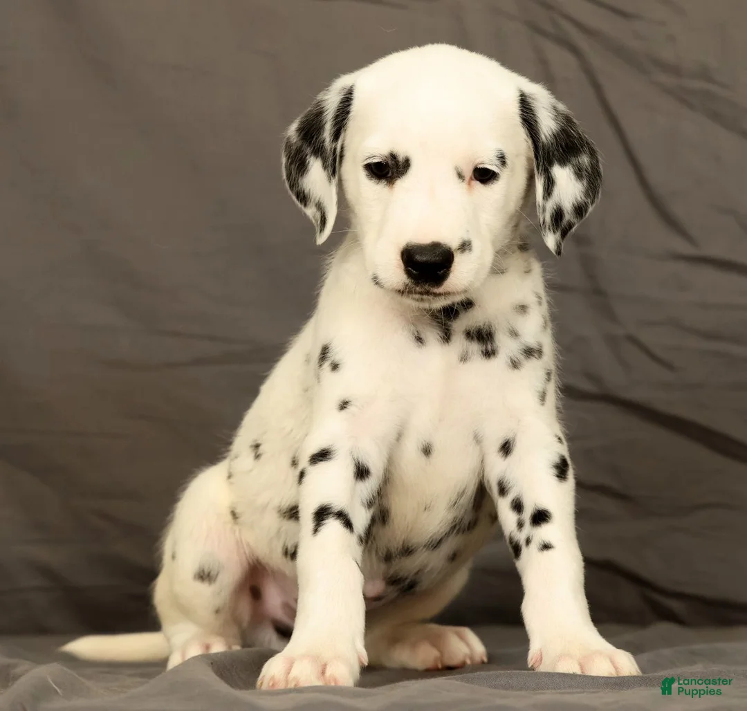 Dalmatian dogs for sale: Brock - Ad 1