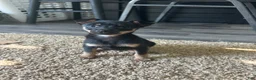 Mixed Breed dogs for sale: Jerry - Ad 4