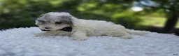 Miniature Poodle dogs for sale: Debra - Ad 3