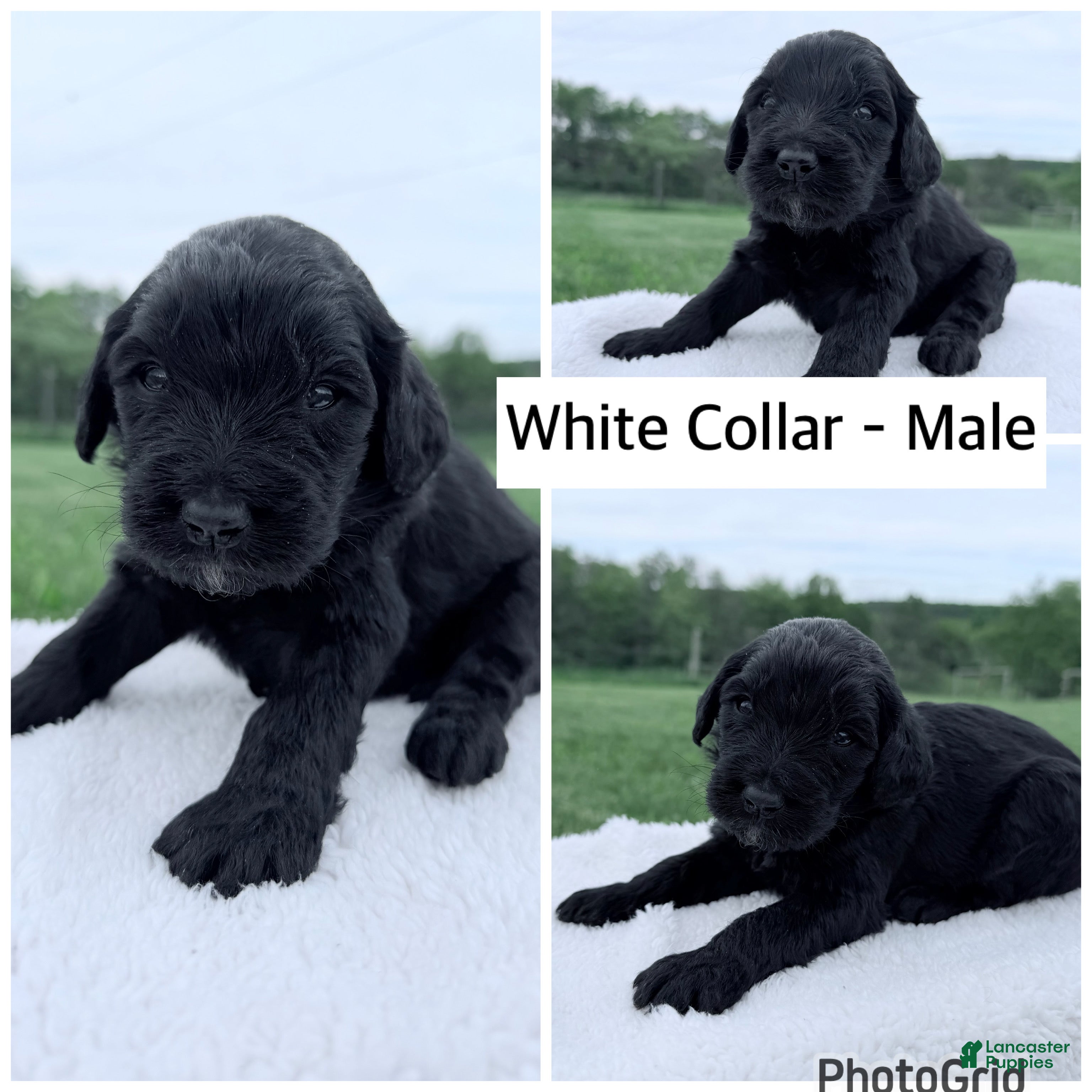 Goldendoodle dogs for sale: Goldendoodle Puppy - White Collar Male - Ad 1
