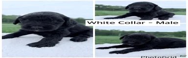 Goldendoodle Puppy - White Collar Male