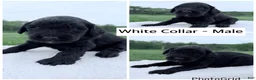 Goldendoodle dogs for sale: Goldendoodle Puppy - White Collar Male - Ad 1