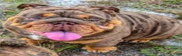 English Bulldog dogs for sale: English Bulldog Puppy - GM  - Ad 13