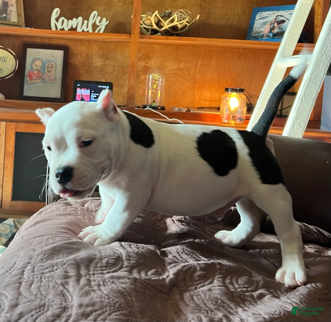 American Bully dogs for sale: MOOSE - Ad 2