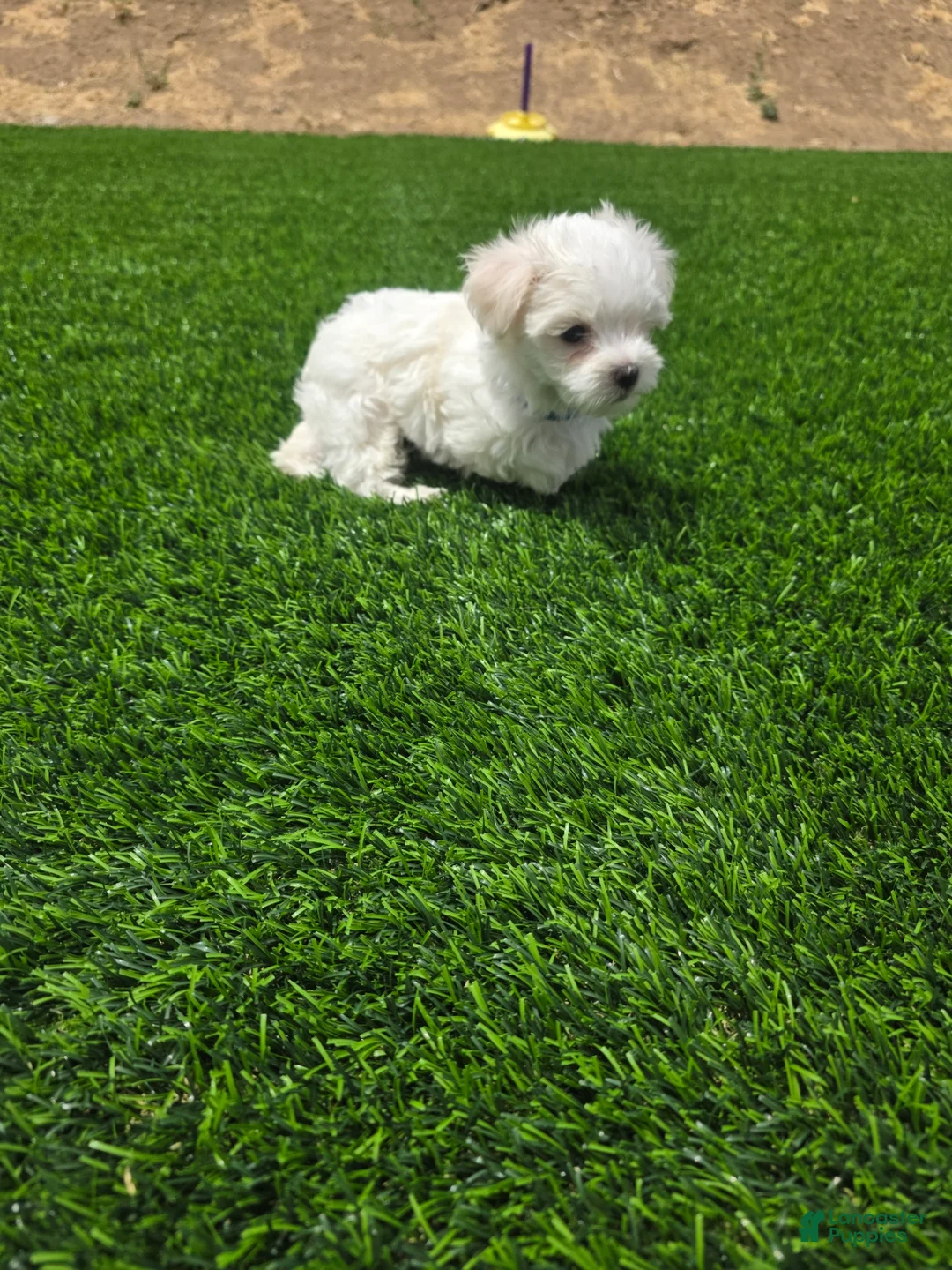 Maltese dogs for sale: 🐾 Adorable Male Maltese Puppy Looking for His Forever Home! 🐾 - Ad 2