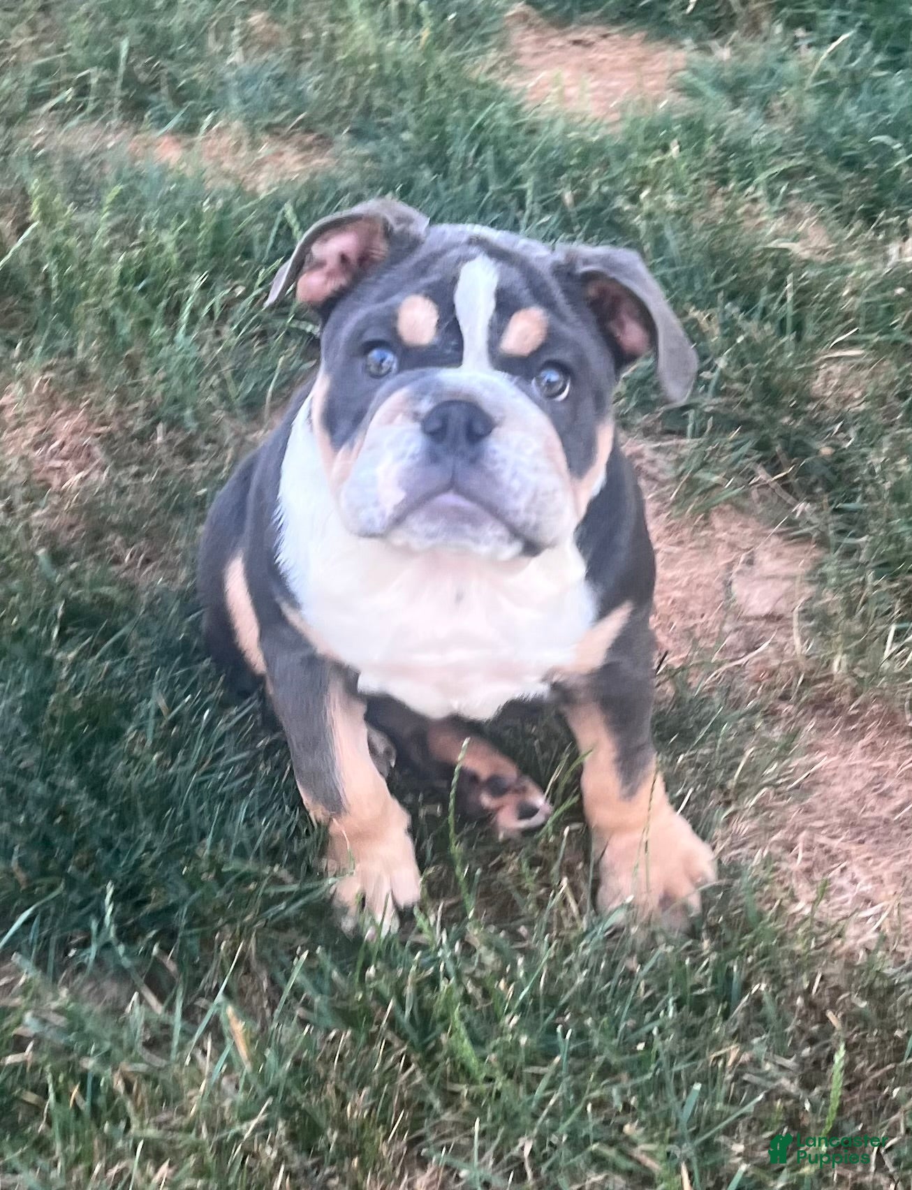 English Bulldog dogs Bluey - Ad 1