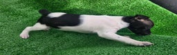 Jack Russell Terrier dogs for sale: Jack Russell Terrier Puppy 3 - Ad 13