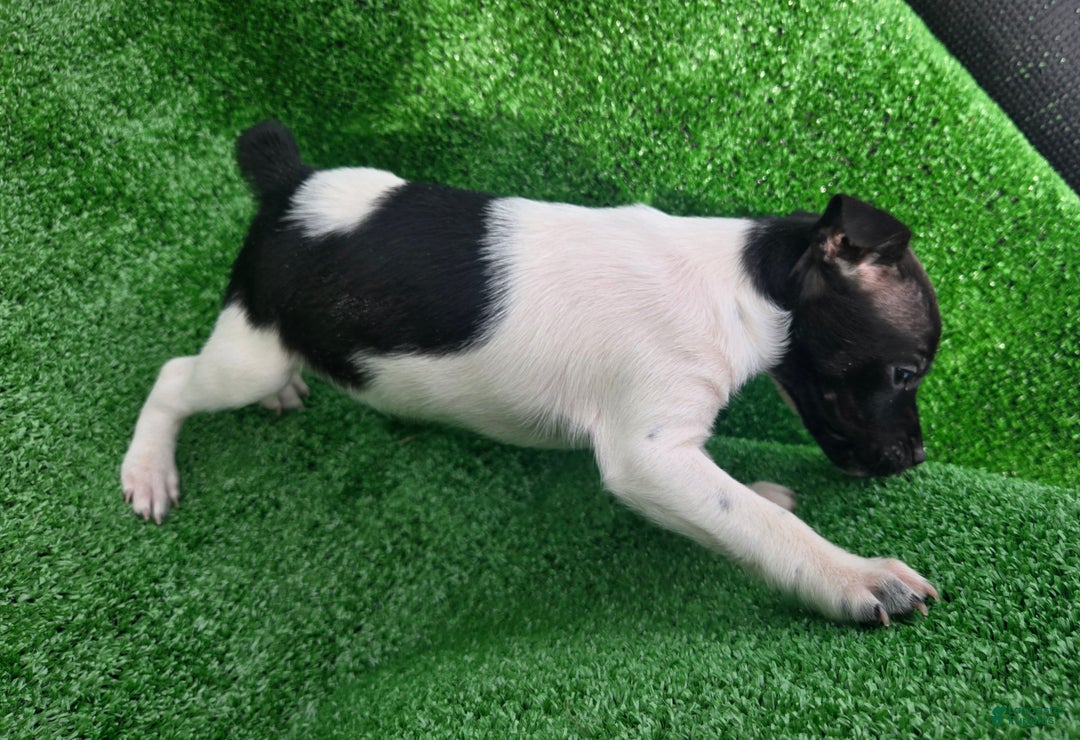 Jack Russell Terrier dogs for sale: Jack Russell Terrier Puppy 3 - Ad 13