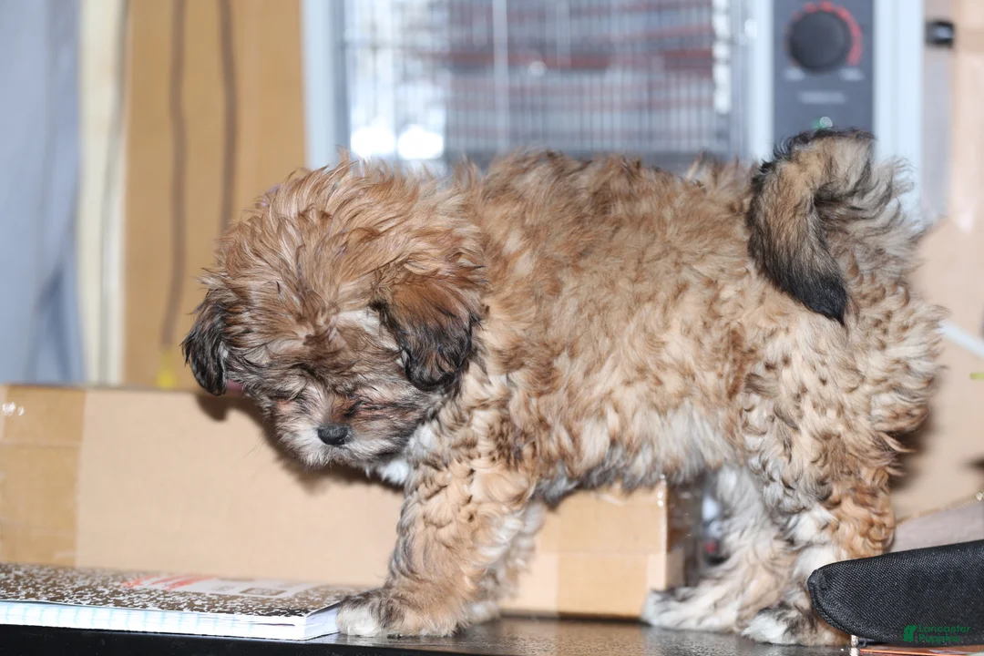 Shih Tzu dogs for sale: Shih Tzu Puppy 2 - Ad 2
