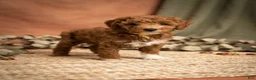 Mini Goldendoodle dogs for sale: Churro - Ad 1