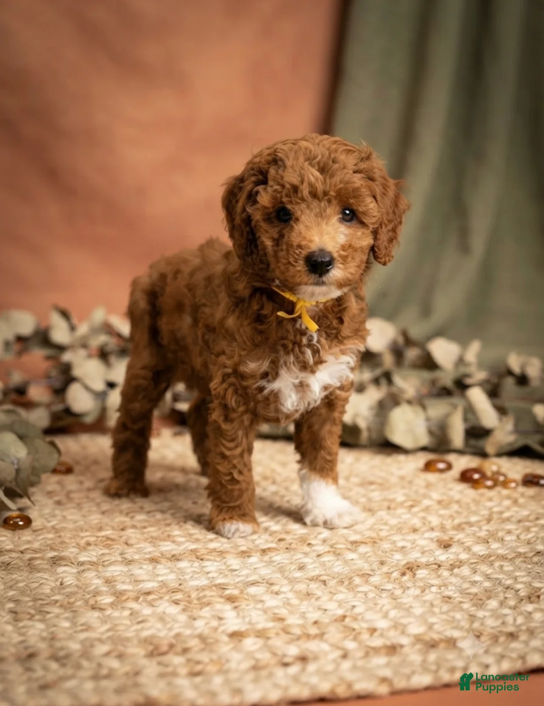 Mini Goldendoodle dogs for sale: Churro - Ad 1