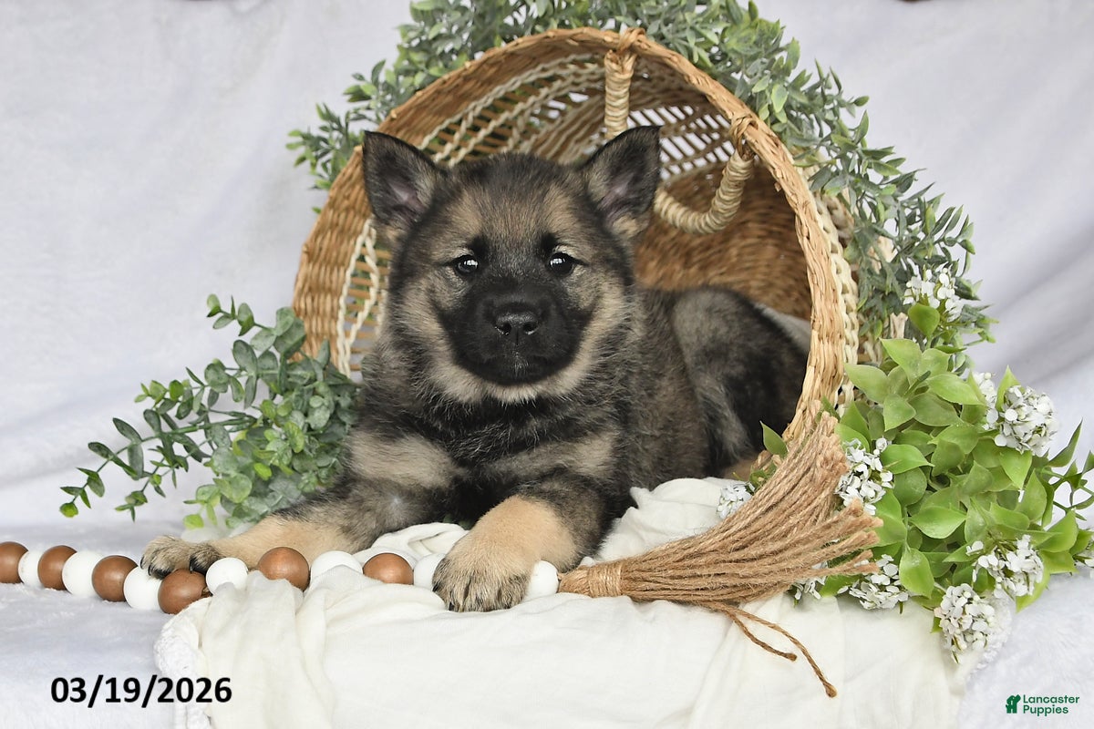 Norwegian Elkhound dogs Tonya - Ad 1