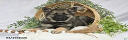 Norwegian Elkhound dogs for sale: Tonya - Ad 1